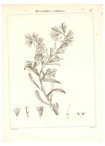 Reproducción/Reproduction 7455962002: Flora Atlantica, sive, Historia plantarum quae in Atlante, agro Tunetano et Algeriensi crescunt /. Parisiis :Apud Blanchon,1800.