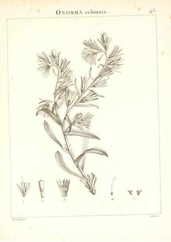 Reproducción/Reproduction 7455962002: Flora Atlantica, sive, Historia plantarum quae in Atlante, agro Tunetano et Algeriensi crescunt /. Parisiis :Apud Blanchon,1800.