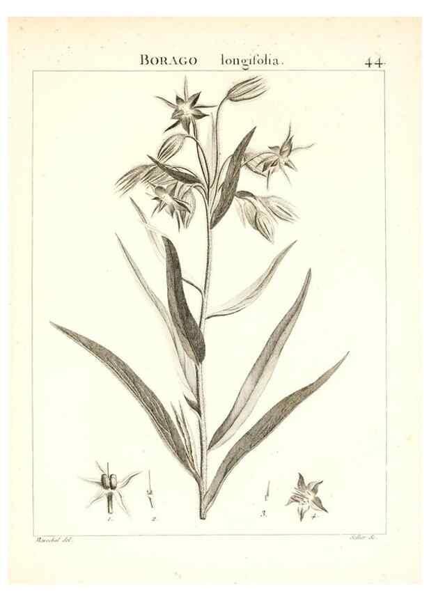Reproducción/Reproduction 7455962708: Flora Atlantica, sive, Historia plantarum quae in Atlante, agro Tunetano et Algeriensi crescunt /. Parisiis :Apud Blanchon,1800.