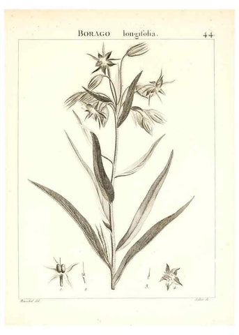 Reproducción/Reproduction 7455962708: Flora Atlantica, sive, Historia plantarum quae in Atlante, agro Tunetano et Algeriensi crescunt /. Parisiis :Apud Blanchon,1800.
