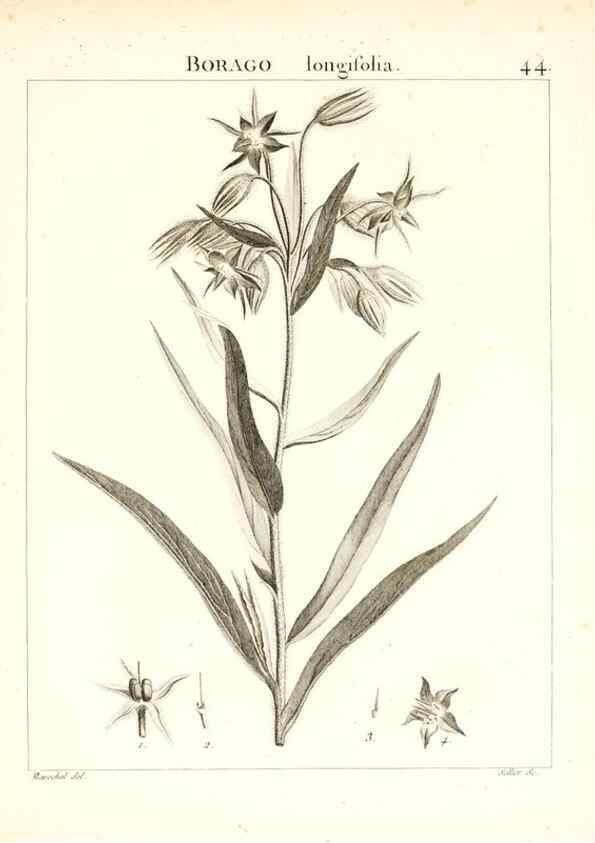 Reproducción/Reproduction 7455962708: Flora Atlantica, sive, Historia plantarum quae in Atlante, agro Tunetano et Algeriensi crescunt /. Parisiis :Apud Blanchon,1800.