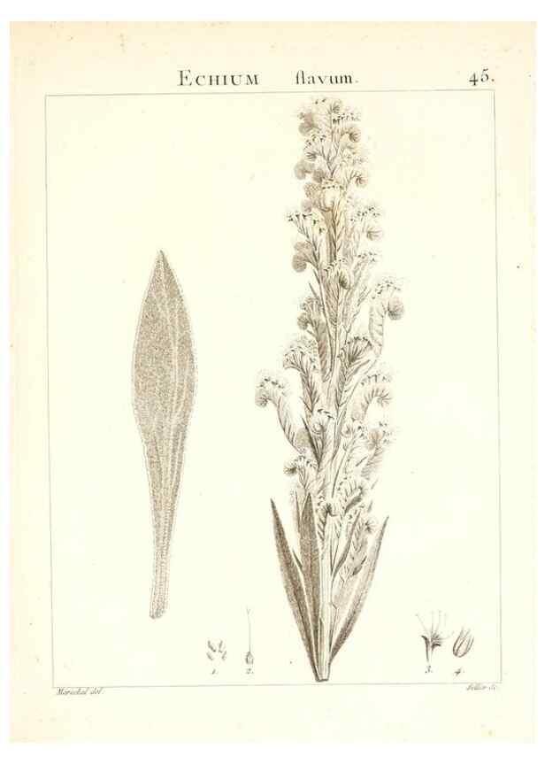 Reproducción/Reproduction 7455963552: Flora Atlantica, sive, Historia plantarum quae in Atlante, agro Tunetano et Algeriensi crescunt /. Parisiis :Apud Blanchon,1800.