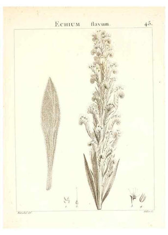 Reproducción/Reproduction 7455963552: Flora Atlantica, sive, Historia plantarum quae in Atlante, agro Tunetano et Algeriensi crescunt /. Parisiis :Apud Blanchon,1800.