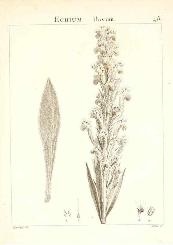 Reproducción/Reproduction 7455963552: Flora Atlantica, sive, Historia plantarum quae in Atlante, agro Tunetano et Algeriensi crescunt /. Parisiis :Apud Blanchon,1800.