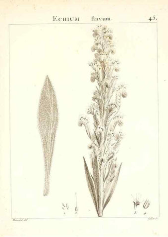 Reproducción/Reproduction 7455963552: Flora Atlantica, sive, Historia plantarum quae in Atlante, agro Tunetano et Algeriensi crescunt /. Parisiis :Apud Blanchon,1800.