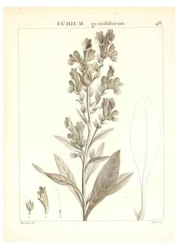 Reproducción/Reproduction 7455964374: Flora Atlantica, sive, Historia plantarum quae in Atlante, agro Tunetano et Algeriensi crescunt /. Parisiis :Apud Blanchon,1800.