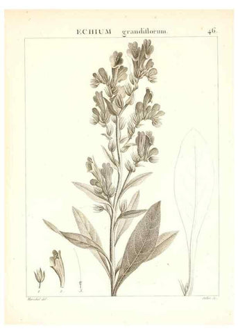 Reproducción/Reproduction 7455964374: Flora Atlantica, sive, Historia plantarum quae in Atlante, agro Tunetano et Algeriensi crescunt /. Parisiis :Apud Blanchon,1800.