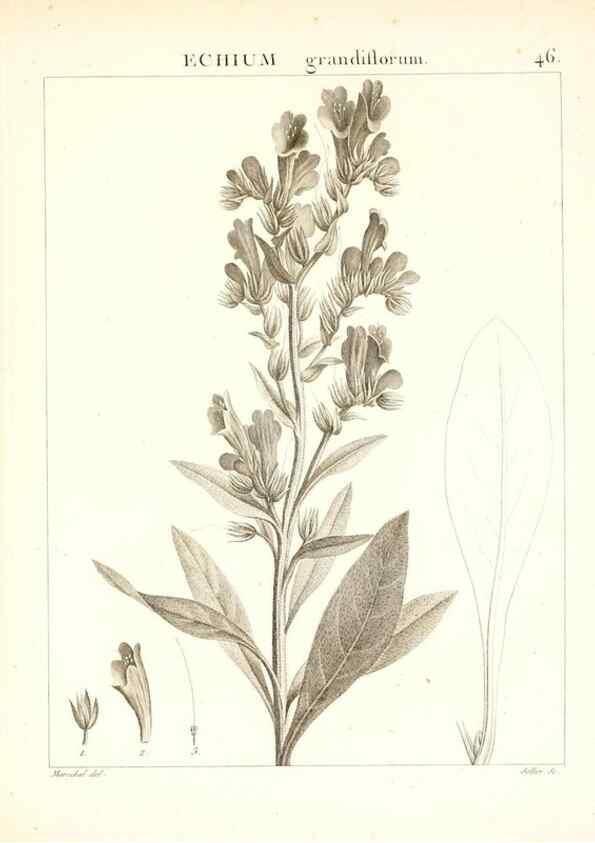 Reproducción/Reproduction 7455964374: Flora Atlantica, sive, Historia plantarum quae in Atlante, agro Tunetano et Algeriensi crescunt /. Parisiis :Apud Blanchon,1800.