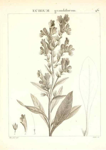 Reproducción/Reproduction 7455964374: Flora Atlantica, sive, Historia plantarum quae in Atlante, agro Tunetano et Algeriensi crescunt /. Parisiis :Apud Blanchon,1800.