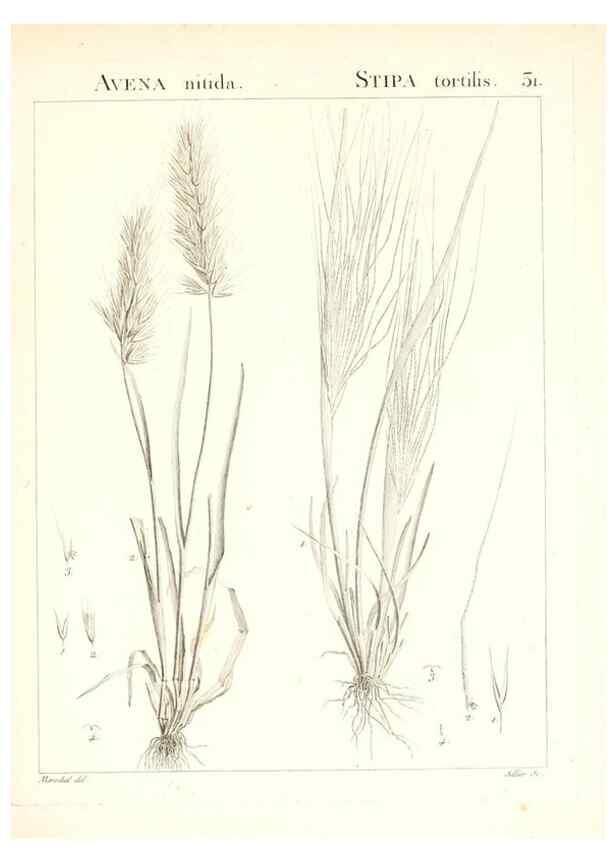 Reproducción/Reproduction 7455950790: Flora Atlantica, sive, Historia plantarum quae in Atlante, agro Tunetano et Algeriensi crescunt /. Parisiis :Apud Blanchon,1800.