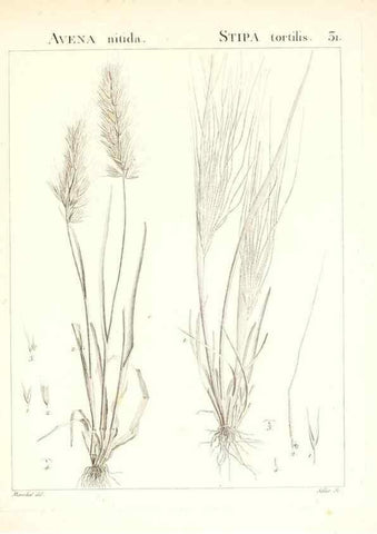 Reproducción/Reproduction 7455950790: Flora Atlantica, sive, Historia plantarum quae in Atlante, agro Tunetano et Algeriensi crescunt /. Parisiis :Apud Blanchon,1800.