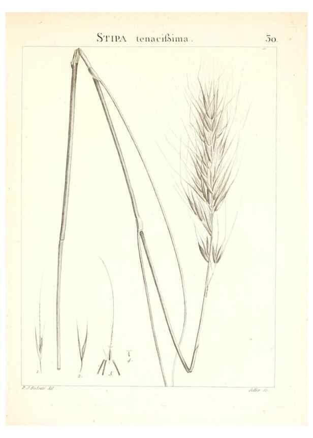 Reproducción/Reproduction 7455950186: Flora Atlantica, sive, Historia plantarum quae in Atlante, agro Tunetano et Algeriensi crescunt /. Parisiis :Apud Blanchon,1800.