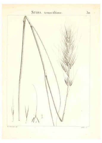 Reproducción/Reproduction 7455950186: Flora Atlantica, sive, Historia plantarum quae in Atlante, agro Tunetano et Algeriensi crescunt /. Parisiis :Apud Blanchon,1800.