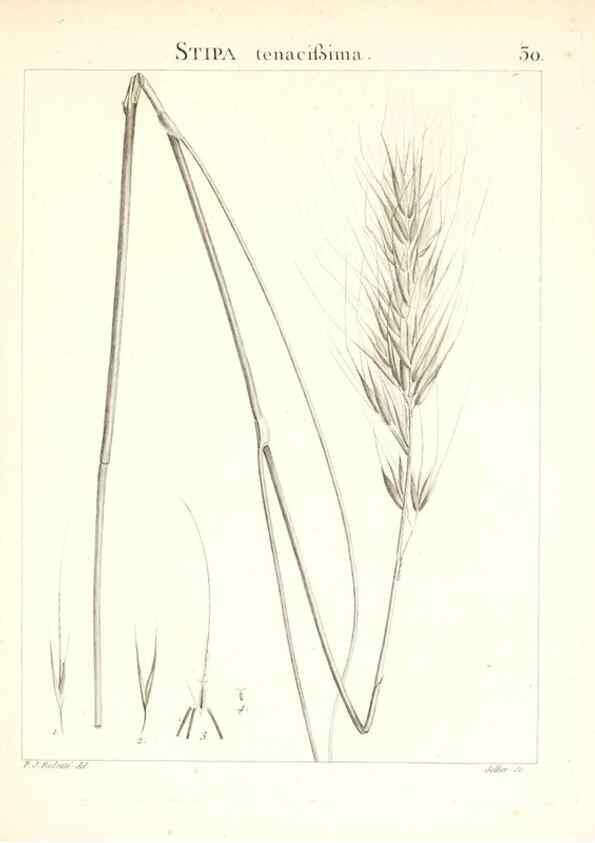 Reproducción/Reproduction 7455950186: Flora Atlantica, sive, Historia plantarum quae in Atlante, agro Tunetano et Algeriensi crescunt /. Parisiis :Apud Blanchon,1800.