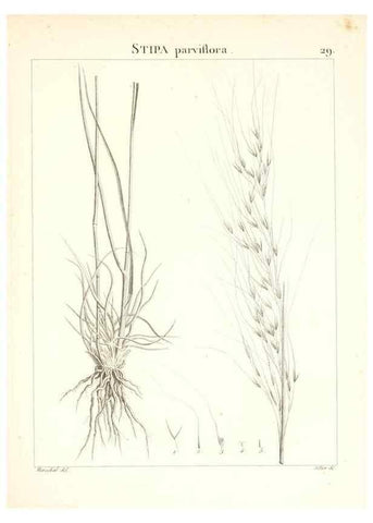 Reproducción/Reproduction 7455949346: Flora Atlantica, sive, Historia plantarum quae in Atlante, agro Tunetano et Algeriensi crescunt /. Parisiis :Apud Blanchon,1800.