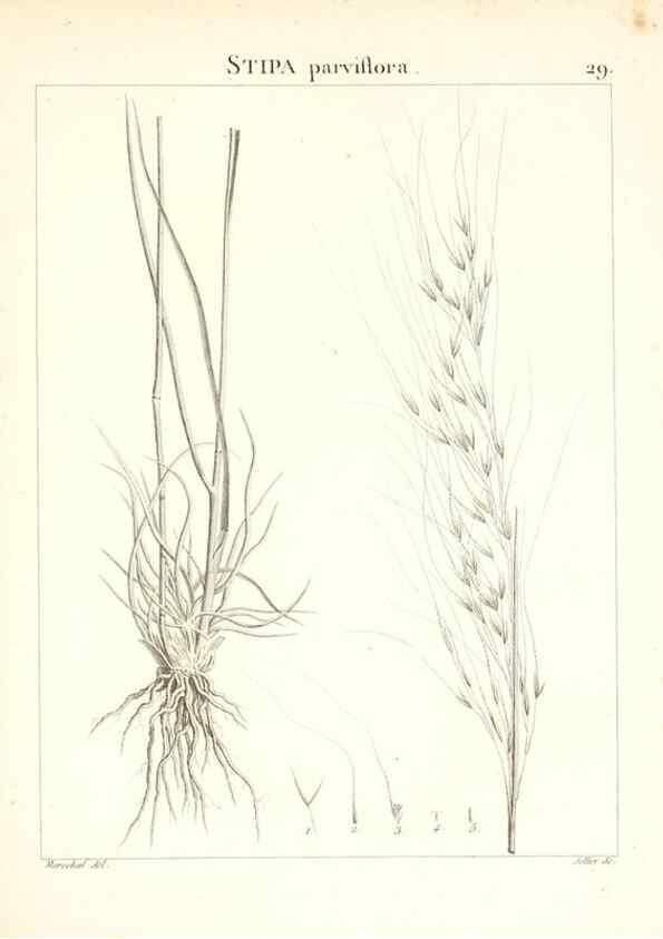 Reproducción/Reproduction 7455949346: Flora Atlantica, sive, Historia plantarum quae in Atlante, agro Tunetano et Algeriensi crescunt /. Parisiis :Apud Blanchon,1800.