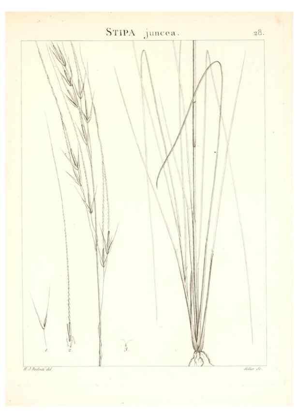 Reproducción/Reproduction 7455948544: Flora Atlantica, sive, Historia plantarum quae in Atlante, agro Tunetano et Algeriensi crescunt /. Parisiis :Apud Blanchon,1800.