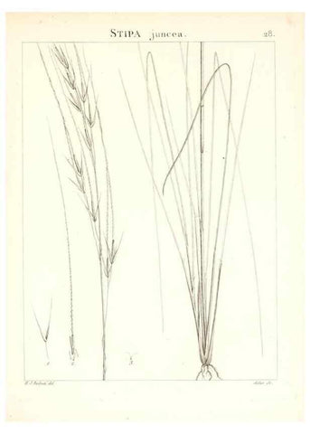 Reproducción/Reproduction 7455948544: Flora Atlantica, sive, Historia plantarum quae in Atlante, agro Tunetano et Algeriensi crescunt /. Parisiis :Apud Blanchon,1800.