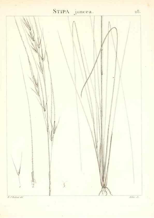 Reproducción/Reproduction 7455948544: Flora Atlantica, sive, Historia plantarum quae in Atlante, agro Tunetano et Algeriensi crescunt /. Parisiis :Apud Blanchon,1800.