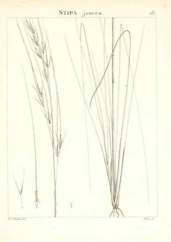 Reproducción/Reproduction 7455948544: Flora Atlantica, sive, Historia plantarum quae in Atlante, agro Tunetano et Algeriensi crescunt /. Parisiis :Apud Blanchon,1800.
