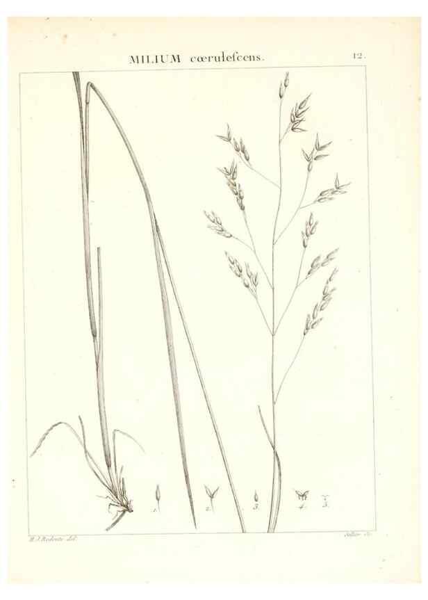 Reproducción/Reproduction 7455932950: Flora Atlantica, sive, Historia plantarum quae in Atlante, agro Tunetano et Algeriensi crescunt /. Parisiis :Apud Blanchon,1800.