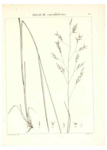 Reproducción/Reproduction 7455932950: Flora Atlantica, sive, Historia plantarum quae in Atlante, agro Tunetano et Algeriensi crescunt /. Parisiis :Apud Blanchon,1800.