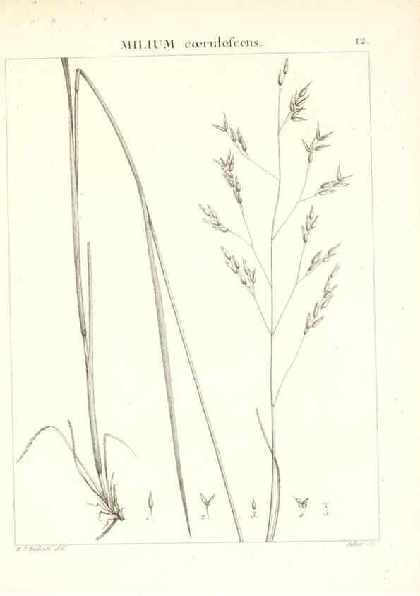 Reproducción/Reproduction 7455932950: Flora Atlantica, sive, Historia plantarum quae in Atlante, agro Tunetano et Algeriensi crescunt /. Parisiis :Apud Blanchon,1800.