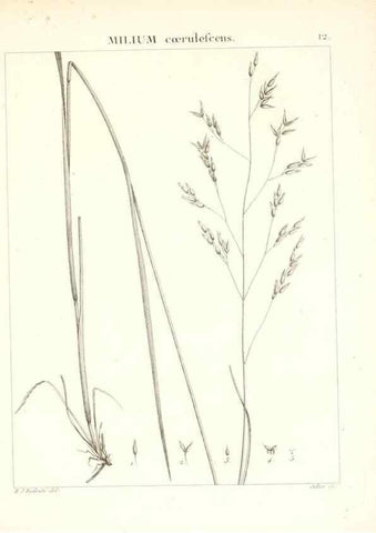 Reproducción/Reproduction 7455932950: Flora Atlantica, sive, Historia plantarum quae in Atlante, agro Tunetano et Algeriensi crescunt /. Parisiis :Apud Blanchon,1800.