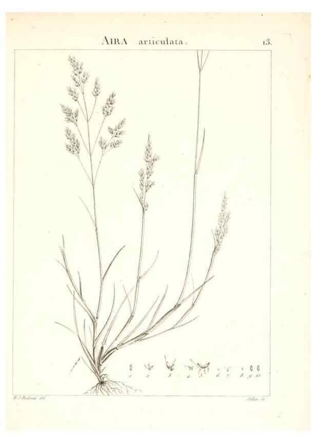 Reproducción/Reproduction 7455933578: Flora Atlantica, sive, Historia plantarum quae in Atlante, agro Tunetano et Algeriensi crescunt /. Parisiis :Apud Blanchon,1800.