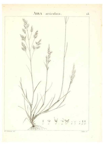 Reproducción/Reproduction 7455933578: Flora Atlantica, sive, Historia plantarum quae in Atlante, agro Tunetano et Algeriensi crescunt /. Parisiis :Apud Blanchon,1800.