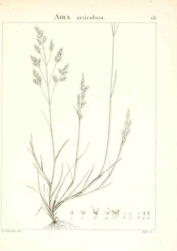 Reproducción/Reproduction 7455933578: Flora Atlantica, sive, Historia plantarum quae in Atlante, agro Tunetano et Algeriensi crescunt /. Parisiis :Apud Blanchon,1800.