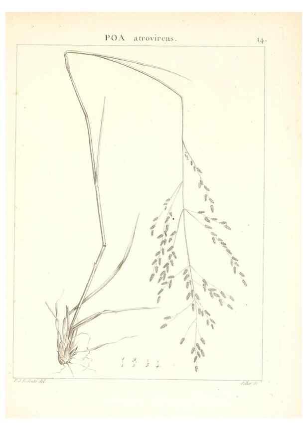 Reproducción/Reproduction 7455934456: Flora Atlantica, sive, Historia plantarum quae in Atlante, agro Tunetano et Algeriensi crescunt /. Parisiis :Apud Blanchon,1800.