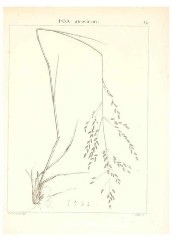 Reproducción/Reproduction 7455934456: Flora Atlantica, sive, Historia plantarum quae in Atlante, agro Tunetano et Algeriensi crescunt /. Parisiis :Apud Blanchon,1800.