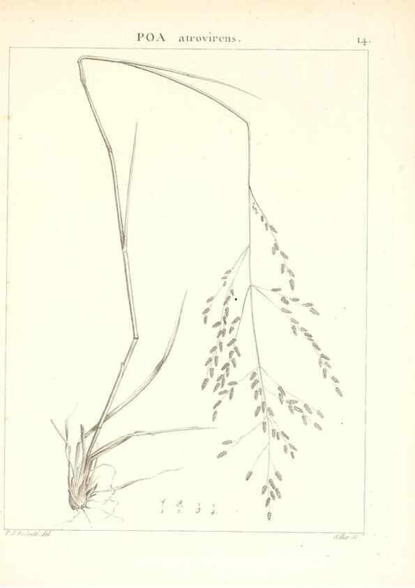 Reproducción/Reproduction 7455934456: Flora Atlantica, sive, Historia plantarum quae in Atlante, agro Tunetano et Algeriensi crescunt /. Parisiis :Apud Blanchon,1800.