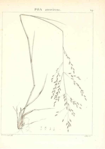 Reproducción/Reproduction 7455934456: Flora Atlantica, sive, Historia plantarum quae in Atlante, agro Tunetano et Algeriensi crescunt /. Parisiis :Apud Blanchon,1800.