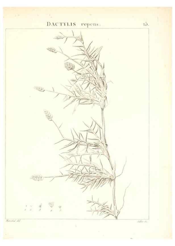Reproducción/Reproduction 7455935578: Flora Atlantica, sive, Historia plantarum quae in Atlante, agro Tunetano et Algeriensi crescunt /. Parisiis :Apud Blanchon,1800.