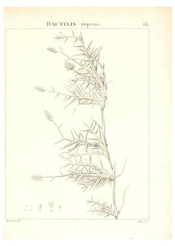 Reproducción/Reproduction 7455935578: Flora Atlantica, sive, Historia plantarum quae in Atlante, agro Tunetano et Algeriensi crescunt /. Parisiis :Apud Blanchon,1800.