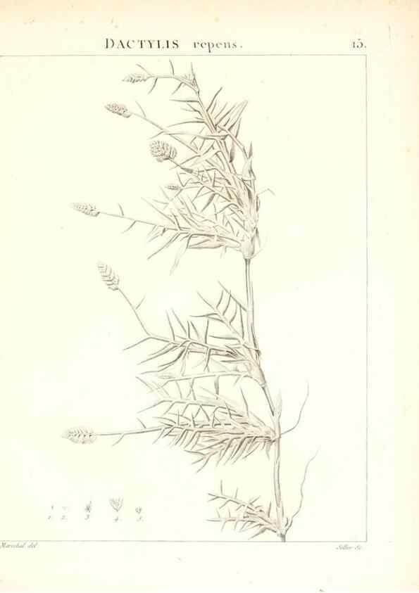 Reproducción/Reproduction 7455935578: Flora Atlantica, sive, Historia plantarum quae in Atlante, agro Tunetano et Algeriensi crescunt /. Parisiis :Apud Blanchon,1800.