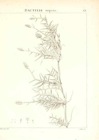Reproducción/Reproduction 7455935578: Flora Atlantica, sive, Historia plantarum quae in Atlante, agro Tunetano et Algeriensi crescunt /. Parisiis :Apud Blanchon,1800.