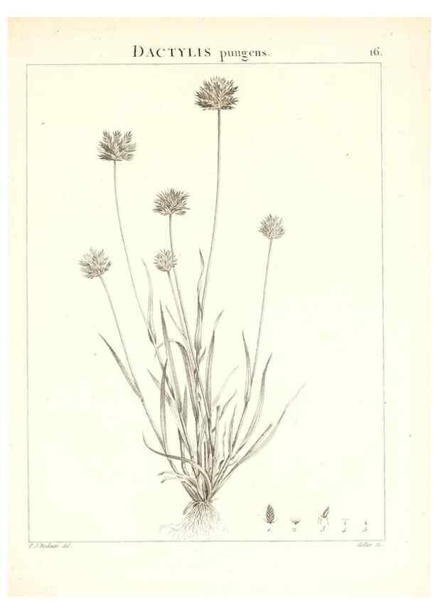 Reproducción/Reproduction 7455937226: Flora Atlantica, sive, Historia plantarum quae in Atlante, agro Tunetano et Algeriensi crescunt /. Parisiis :Apud Blanchon,1800.
