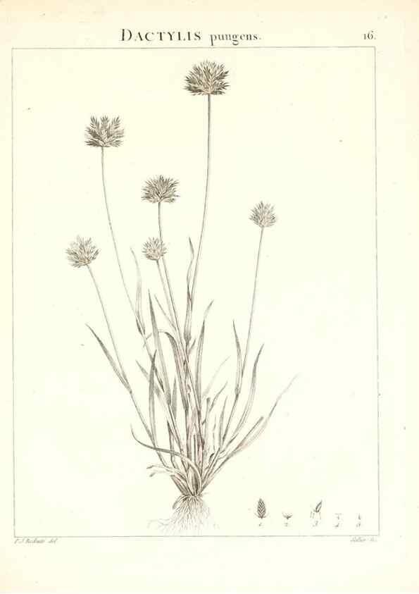 Reproducción/Reproduction 7455937226: Flora Atlantica, sive, Historia plantarum quae in Atlante, agro Tunetano et Algeriensi crescunt /. Parisiis :Apud Blanchon,1800.