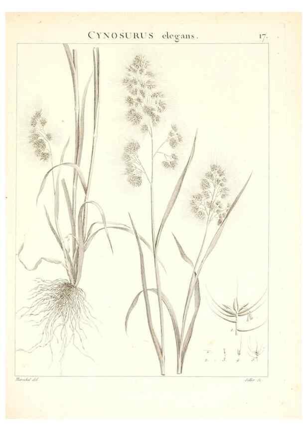 Reproducción/Reproduction 7455938572: Flora Atlantica, sive, Historia plantarum quae in Atlante, agro Tunetano et Algeriensi crescunt /. Parisiis :Apud Blanchon,1800.
