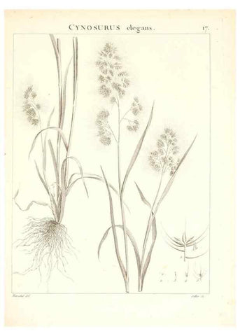 Reproducción/Reproduction 7455938572: Flora Atlantica, sive, Historia plantarum quae in Atlante, agro Tunetano et Algeriensi crescunt /. Parisiis :Apud Blanchon,1800.