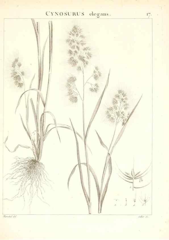 Reproducción/Reproduction 7455938572: Flora Atlantica, sive, Historia plantarum quae in Atlante, agro Tunetano et Algeriensi crescunt /. Parisiis :Apud Blanchon,1800.