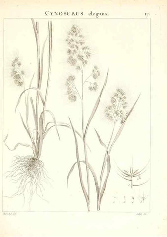 Reproducción/Reproduction 7455938572: Flora Atlantica, sive, Historia plantarum quae in Atlante, agro Tunetano et Algeriensi crescunt /. Parisiis :Apud Blanchon,1800.