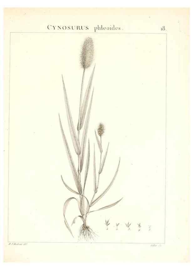 Reproducción/Reproduction 7455939280: Flora Atlantica, sive, Historia plantarum quae in Atlante, agro Tunetano et Algeriensi crescunt /. Parisiis :Apud Blanchon,1800.