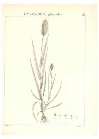 Reproducción/Reproduction 7455939280: Flora Atlantica, sive, Historia plantarum quae in Atlante, agro Tunetano et Algeriensi crescunt /. Parisiis :Apud Blanchon,1800.