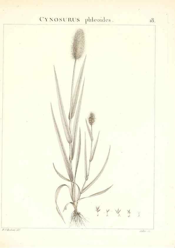 Reproducción/Reproduction 7455939280: Flora Atlantica, sive, Historia plantarum quae in Atlante, agro Tunetano et Algeriensi crescunt /. Parisiis :Apud Blanchon,1800.