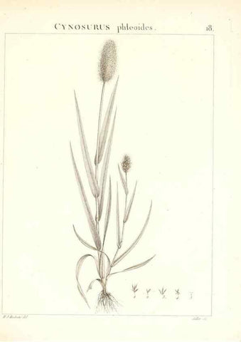 Reproducción/Reproduction 7455939280: Flora Atlantica, sive, Historia plantarum quae in Atlante, agro Tunetano et Algeriensi crescunt /. Parisiis :Apud Blanchon,1800.