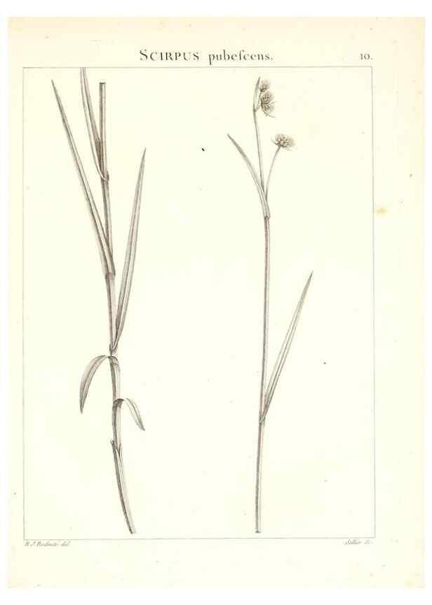 Reproducción/Reproduction 7455931260: Flora Atlantica, sive, Historia plantarum quae in Atlante, agro Tunetano et Algeriensi crescunt /. Parisiis :Apud Blanchon,1800.